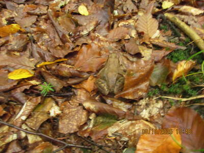 Spacer po Beskidzie Małym Rzyki Kaczyna Zagórnik 08 Październik 2025 r. | 9