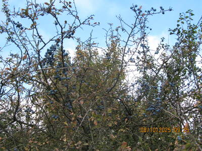 Spacer po Beskidzie Małym Rzyki Kaczyna Zagórnik 08 Październik 2025 r. | 14