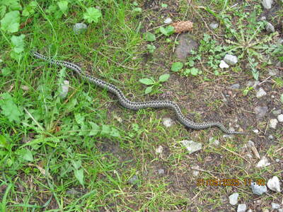 Nosal – Dolina Olczyska – Jaszczurówka 21 maja 2025 r. Wycieczka | 2