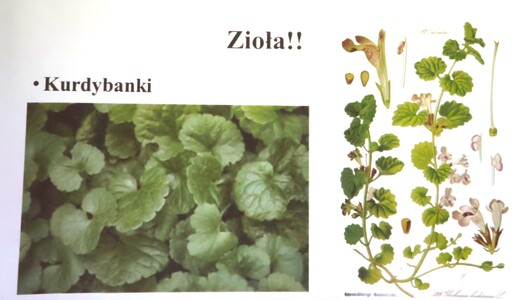 “Kwaki, mięty, kurdybanki czyli dania spod Złotej Górki” - wykład dra Przemysława Płonki | 8