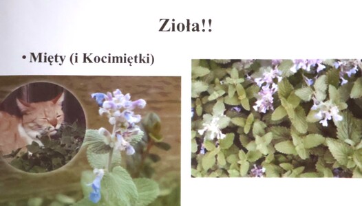 “Kwaki, mięty, kurdybanki czyli dania spod Złotej Górki” - wykład dra Przemysława Płonki | 4