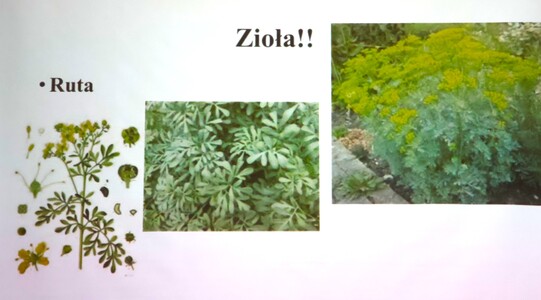 “Kwaki, mięty, kurdybanki czyli dania spod Złotej Górki” - wykład dra Przemysława Płonki | 13