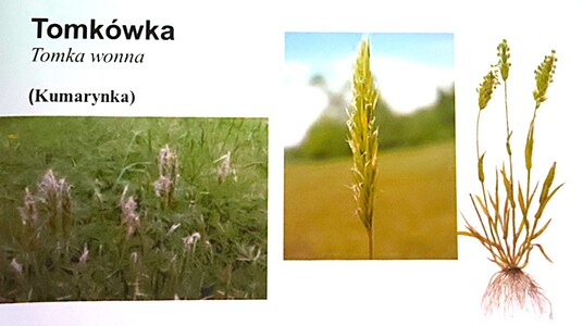 “Kwaki, mięty, kurdybanki czyli dania spod Złotej Górki” - wykład dra Przemysława Płonki | 2