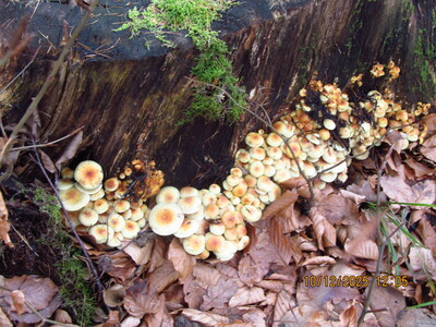 Dębowiec Zapora Wapiennica 10 Grudzień 2025 r. | 7