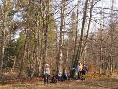 Krokusy Targoszów 26 Marzec 2025 r- turystyka | 14