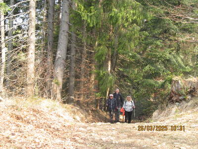 Krokusy Targoszów 26 Marzec 2025 r- turystyka | 4