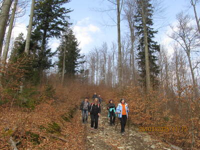 Krokusy Targoszów 26 Marzec 2025 r- turystyka | 11