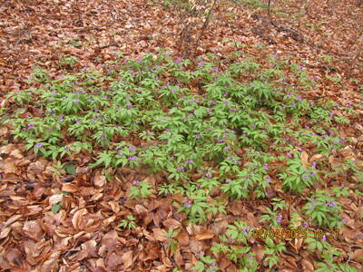 Środa 02.04.2025 – Jaroszowicka Góra - | 4