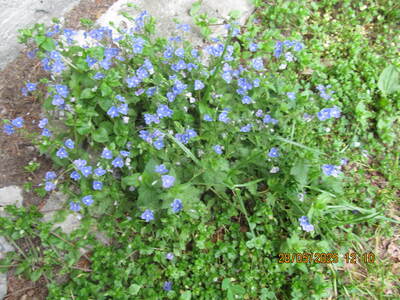 Spacer po Beskidzie Małym Trzonka 28 Maj 2025 r. -;wycieczka turystyczna | 7