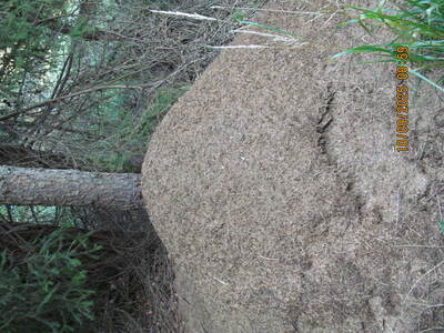 Spacer po Beskidzie Małym Klimoska - Potrójna. | 15