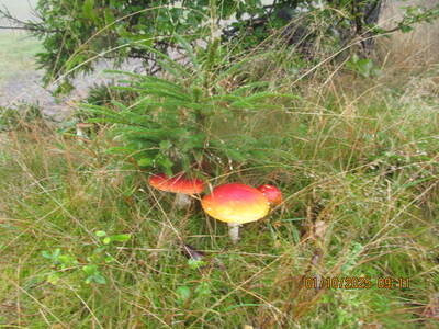 Chatka Studencka 01 Pażdziernik 2025 r. | 8