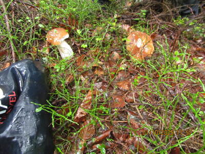 Chatka Studencka 01 Pażdziernik 2025 r. | 3