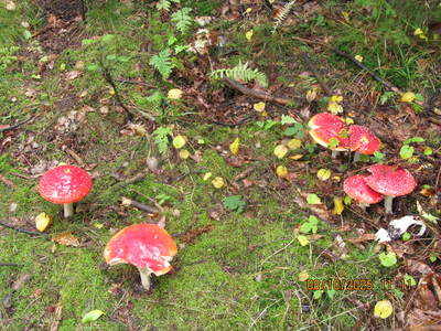 Spacer po Beskidzie Małym Rzyki Kaczyna Zagórnik 08 Październik 2025 r. | 8