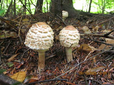 Spacer po Beskidzie Małym Rzyki Kaczyna Zagórnik 08 Październik 2025 r. | 3