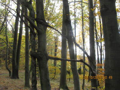 Wycieczka turystyczno - rekreacyjna Rzyki Gancarz Leskowiec 22 Pażdziernik 2025 r. | 6