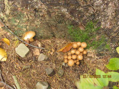 Wycieczka turystyczno - rekreacyjna Rzyki Gancarz Leskowiec 22 Pażdziernik 2025 r. | 1