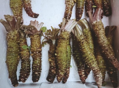 Japonia do zjedzenia - wykład mgr Jędrzej Majka | 45