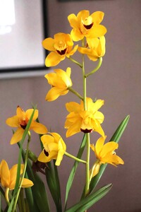 “Tajemniczy świat storczyków” - wykład mgr Kazimierza Obozy | 3