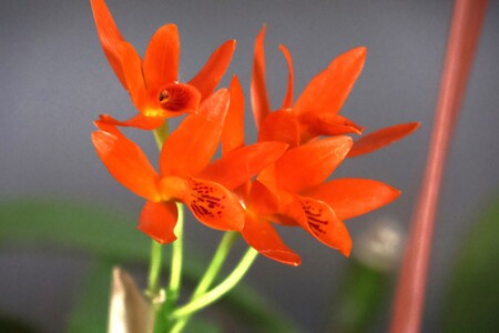 “Tajemniczy świat storczyków” - wykład mgr Kazimierza Obozy | 3