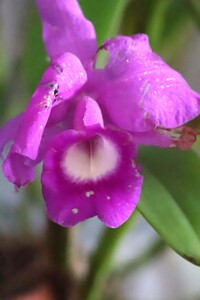 “Tajemniczy świat storczyków” - wykład mgr Kazimierza Obozy | 5