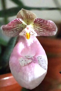 “Tajemniczy świat storczyków” - wykład mgr Kazimierza Obozy | 6