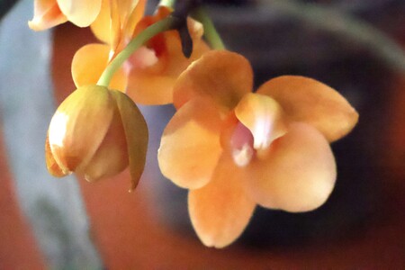 “Tajemniczy świat storczyków” - wykład mgr Kazimierza Obozy | 2