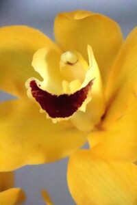 “Tajemniczy świat storczyków” - wykład mgr Kazimierza Obozy | 8