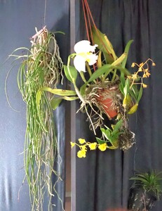 “Tajemniczy świat storczyków” - wykład mgr Kazimierza Obozy | 18