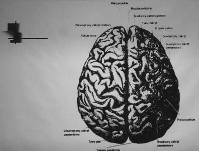 Emocjonalność mózgu, komunikacja empatyczna w wieku dojrzałym | 4