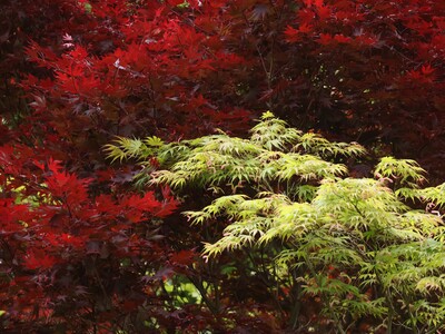 Wycieczka do Pszczyny i ogrodów Kapias | 1