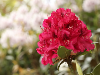 Wycieczka do Pszczyny i ogrodów Kapias | 4