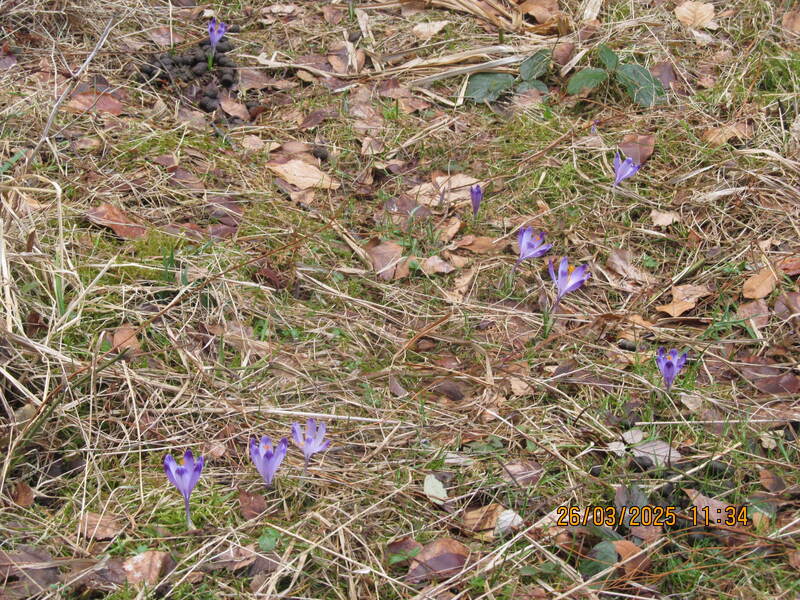 Krokusy Targoszów 26 Marzec 2025 r- turystyka