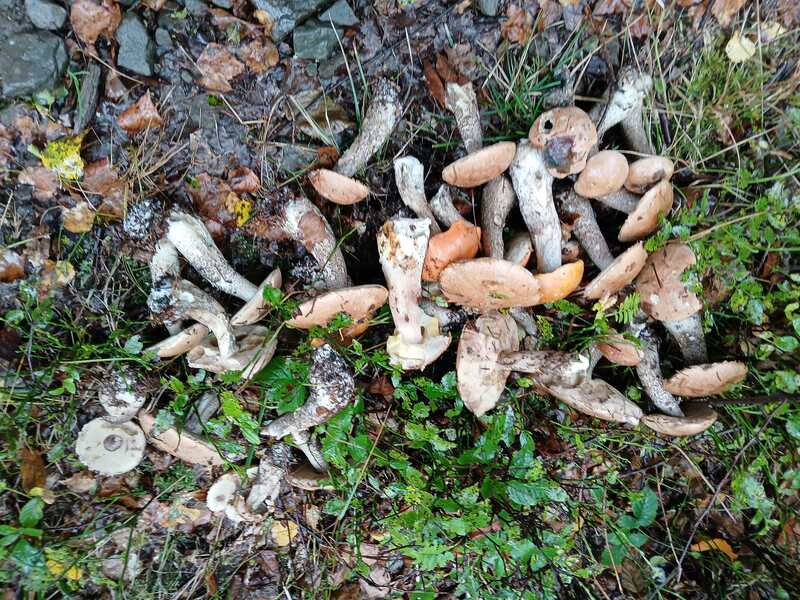 Jawornica - Potrójna 24 Wrzesień 2025 r.