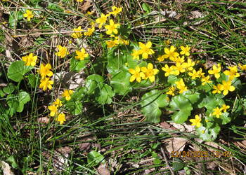 Spacer po Beskidzie Małym Potrójna