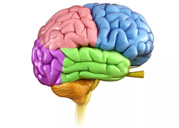 Emocjonalność mózgu, komunikacja empatyczna w wieku dojrzałym