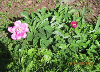 Spacer po Beskidzie Małym Trzonka 28 Maj 2025 r. -;wycieczka turystyczna