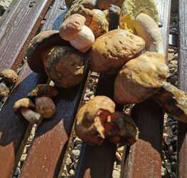 Leskowiec - Potrójna 18 Czerwiec 2025 r. wycieczka turystyczna