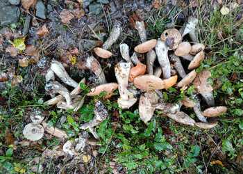 Jawornica - Potrójna 24 Wrzesień 2025 r.