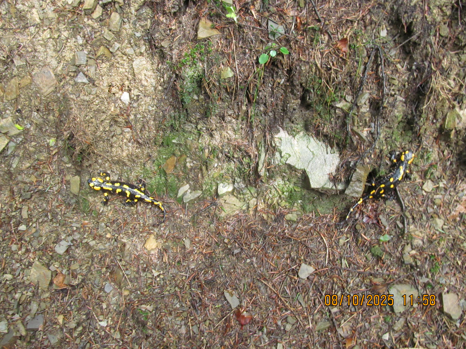 Spacer po Beskidzie Małym Rzyki Kaczyna Zagórnik 08 Październik 2025 r.
